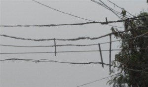 28_11_2015-28ori07-c-2