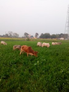 22orai01