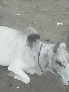 22orai17