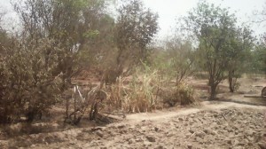 24orai09