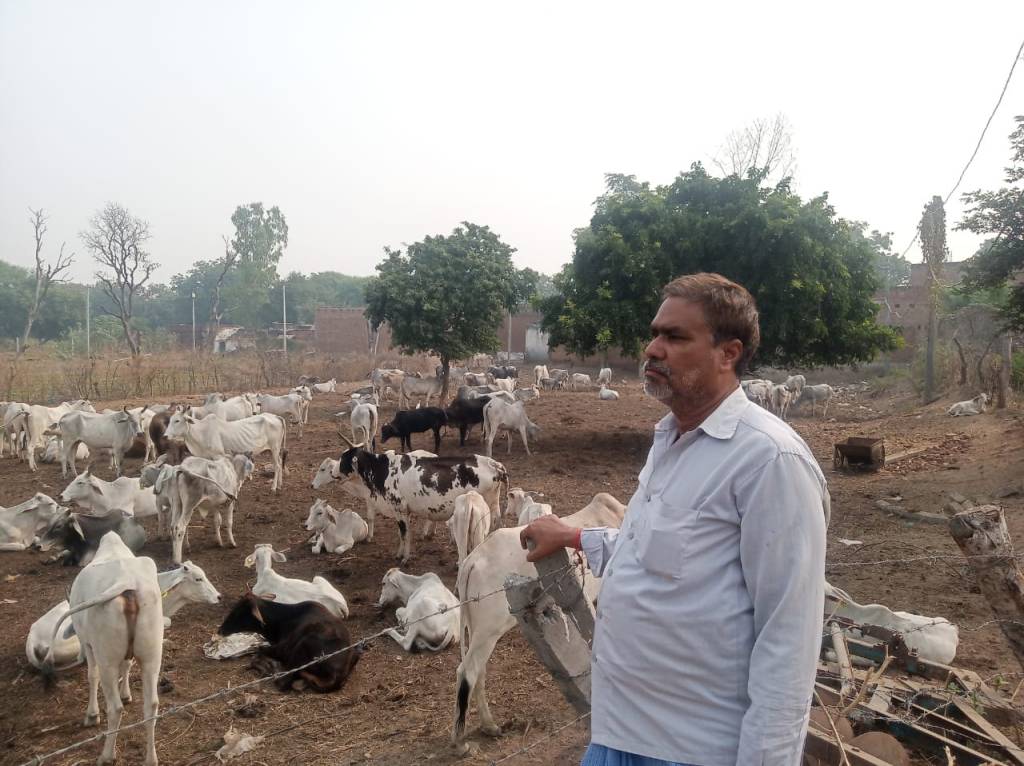 अन्ना जानवरों से निजात को संदी प्रधान अपनी जेब से कर रहे गायों के रहने खाने पीने का&nbsp;इंतजाम