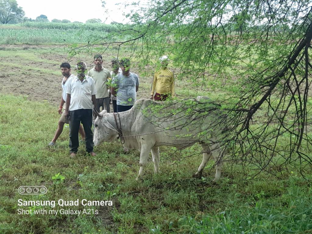 लंपी नियंत्रण को लेकर प्रशासन की पोल खुली, पशु चिकित्सा विभाग खड़े कर रहा&nbsp;हाथ