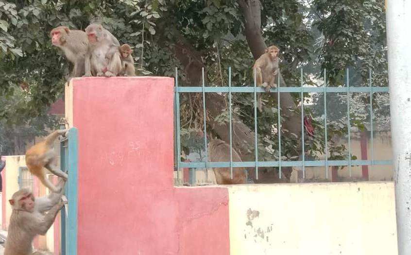 बंदरों के उत्पात से सर्वत्र हाहाकार , प्रमुख सचिव वन को पत्र भेज निजात की&nbsp;गुहार