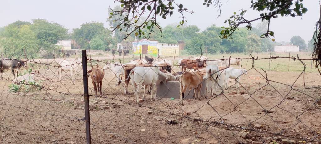मरौड़ा की खाली गौशाला के फोटो को वायरल करने के पीछे प्रधान को नीचा दिखाने की साजिश  