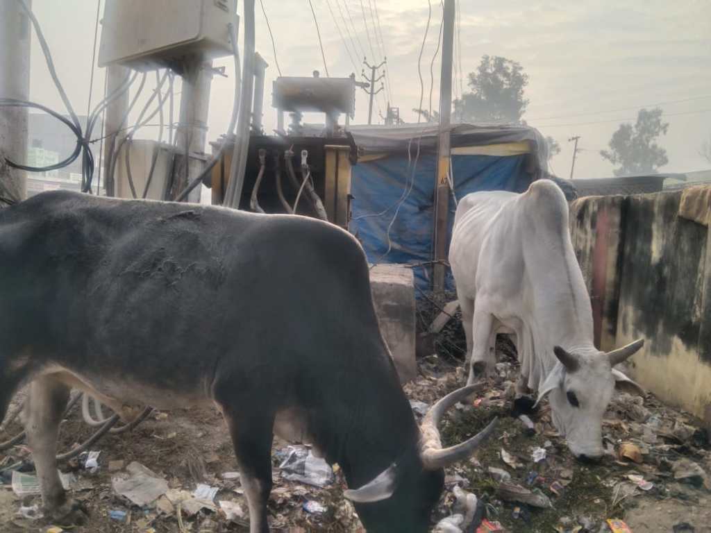 खुले में रखा ट्रांसफार्मर और आवारा विचरण करते जानवर जैसी सूखी घास फूंस के बीच दियासलाई&nbsp;जलाना