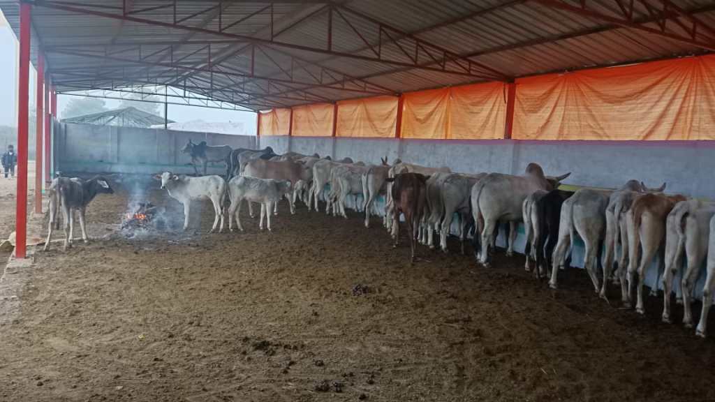 एक गौशाला जिसका इंतजाम सबसे&nbsp;निराला