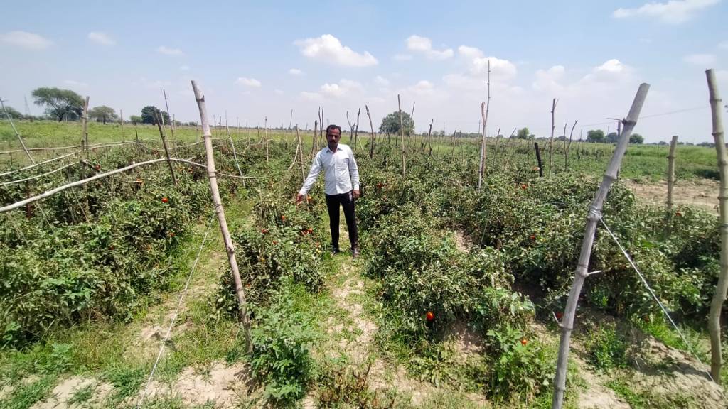 बेरोजगारी का झंझावत झेल रहे शिशुवेन्द्र की जिन्दगी को उन्नत टमाटर की खेती ने&nbsp;उबारा