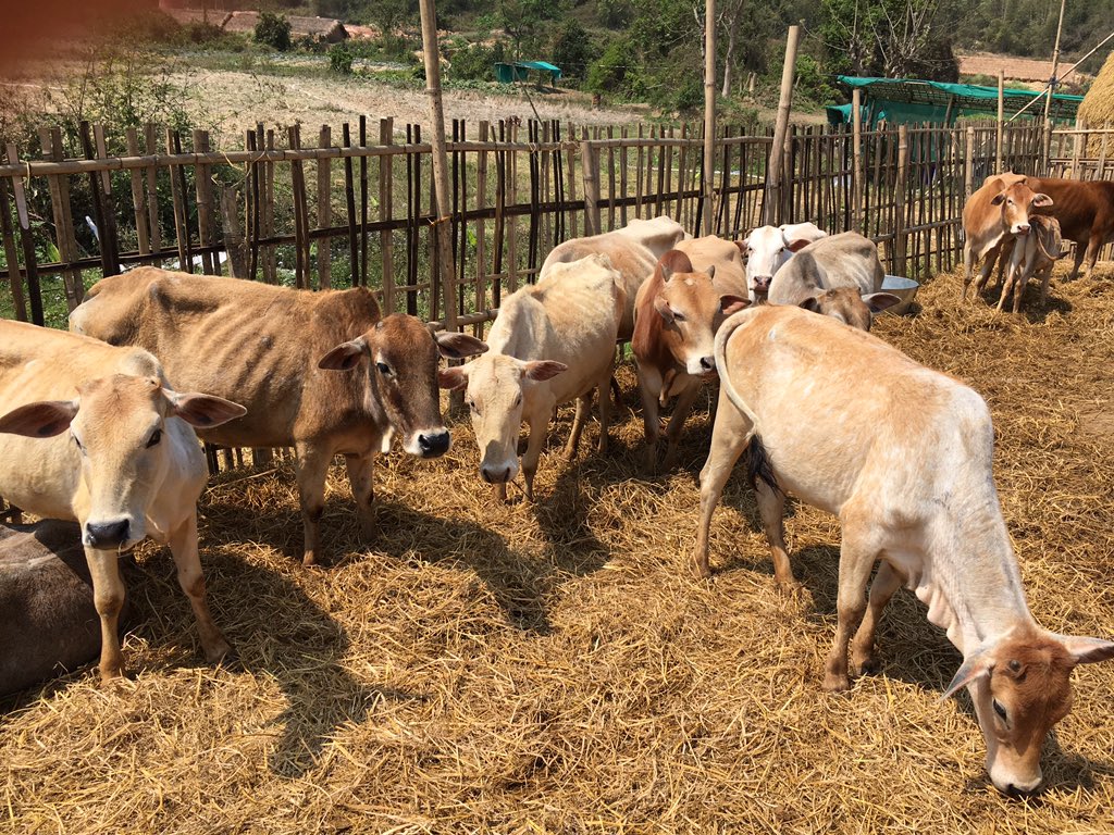 पशुधन के विशेष सचिव करेंगे गोआश्रय केन्द्रों का&nbsp;निरीक्षण