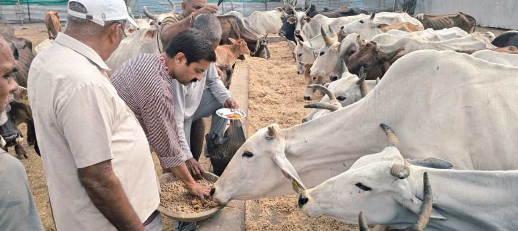  गोवर्धन पर्व पर सामुदायिक गौशाला में गायों की पूजा, गुड़-चना खिलाकर लिया गौसेवा का&nbsp;संकल्प