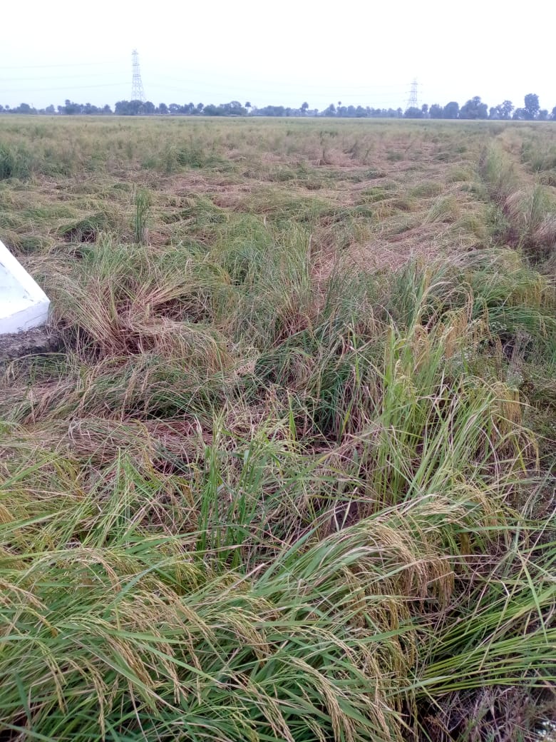 अजनारा में धान किसानों यहां भारी&nbsp;तबाही