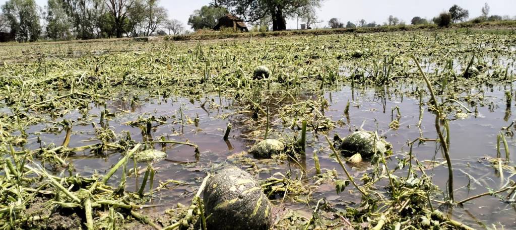 ओलावृष्टि का कहर: आधा फीट ओलों से ढके खेत, किसानों की मेहनत पल भर में तबाह